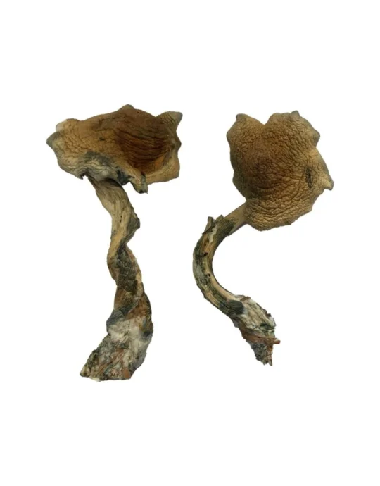 Alacabenzi Magic Mushrooms Strain