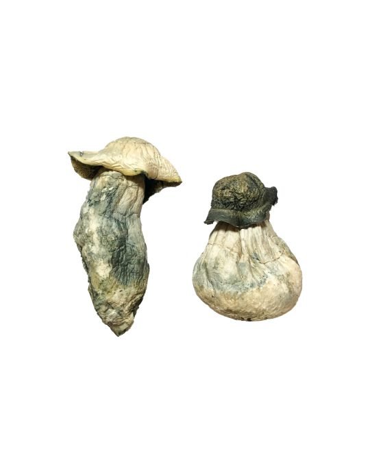 Albino Penis Envy Magic Mushrooms